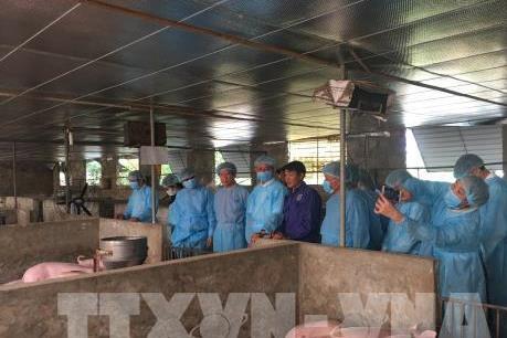 Đức sẵn sàng chia sẻ kinh nghiệm phòng, chống bệnh tả lợn châu Phi