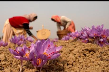 Thách thức đối với lĩnh vực xuất khẩu saffron của Iran
