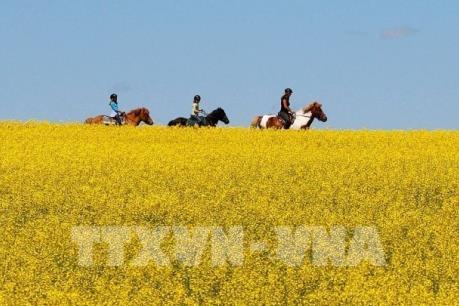 Canada đưa vấn đề Trung Quốc cấm nhập hạt cải dầu ra WTO