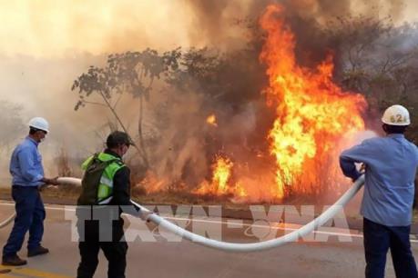 Brazil sẵn sàng tiếp nhận trợ giúp nước ngoài cứu rừng Amazon