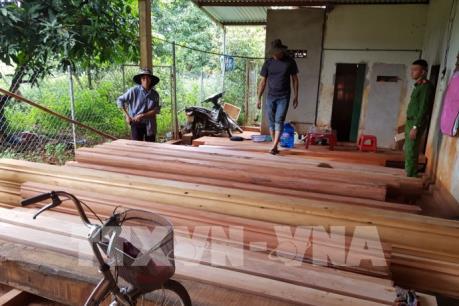 Đắk Lắk phát hiện thêm nhiều điểm tập kết gỗ lậu quy mô lớn