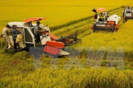 Đồng bằng sông Cửu Long thu hoạch được 65% diện tích lúa Hè Thu