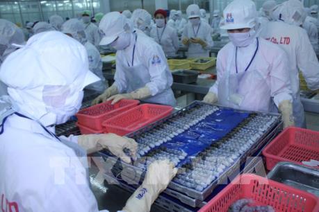 Liên kết, chủ động nguyên liệu tôm cho chế biến, xuất khẩu