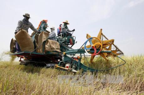 Thái Lan thông qua ngân sách hỗ trợ nông dân trồng lúa gạo, cọ dầu