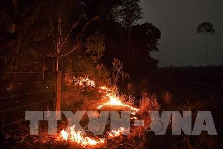 Ngày 6/9, các nước Nam Mỹ nhóm họp cứu rừng Amazon