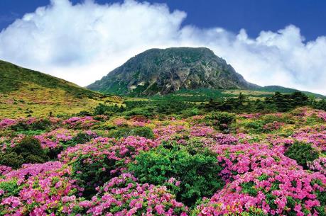 Đừng quên chinh phục núi Hallasan khi đến đảo Jeju