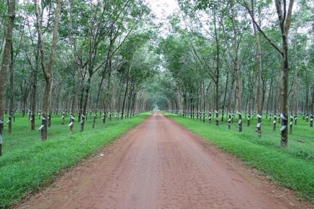 Phước Hòa chốt quyền cổ tức 5% bằng tiền