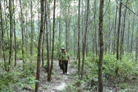 Tháng 9, Vinafor dự kiến niêm yết cổ phiếu tại HNX