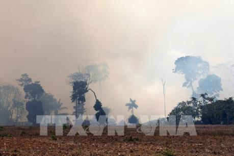 Brazil sẽ công bố thông tin về các đề nghị hỗ trợ dập cháy rừng Amazon