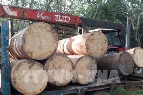 Khởi tố vụ án hình sự vụ cưa trộm gỗ tại Khu rừng phòng hộ Dầu Tiếng
