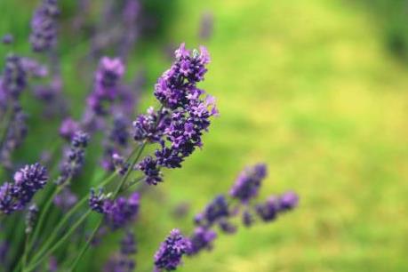 Lãng mạn sắc tím Lavender