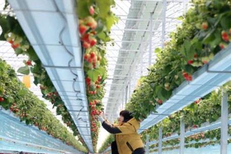 Hàn Quốc đầu tư 203 triệu USD phát triển nông trại thông minh