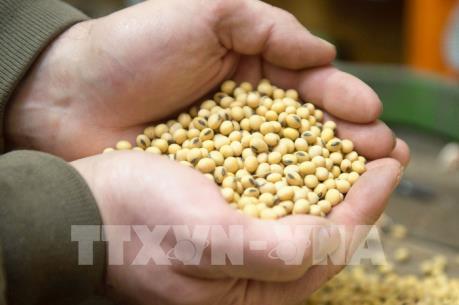 Thị trường nông sản tuần qua: Giá ngô chuyển động trái chiều với đậu tương và lúa mỳ