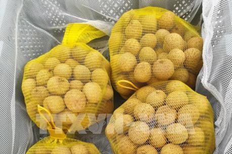 Nhãn Việt Nam sẽ có mặt tại thị trường Australia trong ngày hôm nay