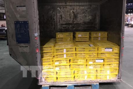 Lô nhãn tươi đầu tiên của Việt Nam chính thức được nhập vào Australia