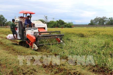 Quảng Trị nỗ lực cứu lúa sau lũ lụt
