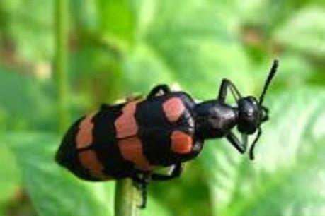 Cảnh báo việc thương lái thu mua bọ ba sọc với giá cao