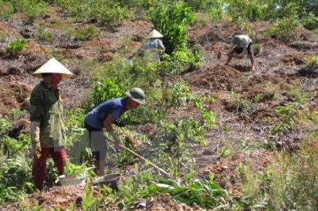 Quản lý đất nông, lâm trường - Bài 2: Vẫn nhiều bất cập 