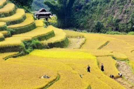 Thương mại điện tử giúp tiêu thụ hiệu quả nông sản