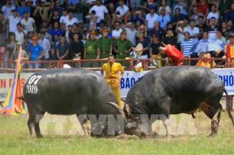Lễ hội chọi trâu truyền thống Đồ Sơn năm 2023