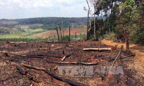 Đắk Nông: Gần 50 vụ khai thác rừng trái pháp luật