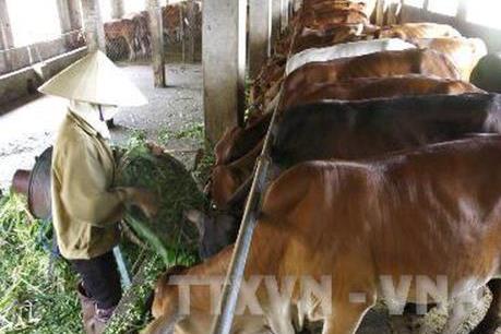 Trà Vinh: Nuôi bò thịt và vỗ béo có lãi hơn 50% 