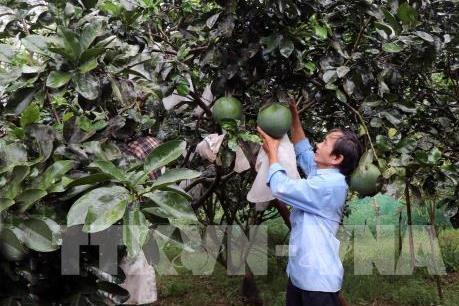 Khánh Hòa: Phát triển thương hiệu bưởi da xanh Khánh Vĩnh