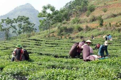Quản lý đất nông, lâm trường-Bài cuối: Đảm bảo tính đồng bộ và tổng thế