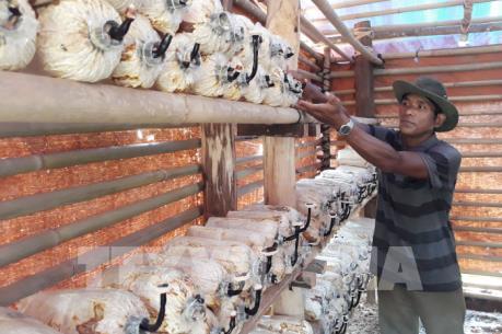 Nhân rộng nguồn gen nấm Linh chi Vườn Quốc gia Phước Bình