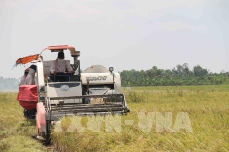 Ứng dụng cơ giới hóa gieo cấy lúa tại Đồng bằng sông Cửu Long