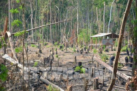 Gia Lai: Đề nghị chuyển hồ sơ sang Công an xử lý vụ mất hơn 1.200 ha rừng