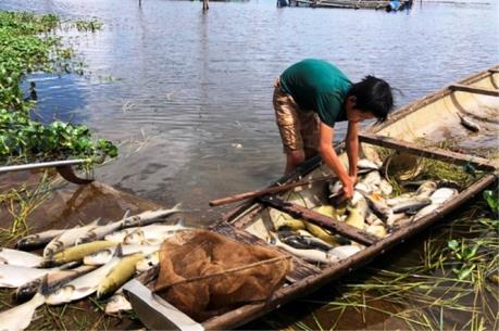 Hơn 130 tấn cá chết chưa rõ nguyên nhân trên sông Đại Giang