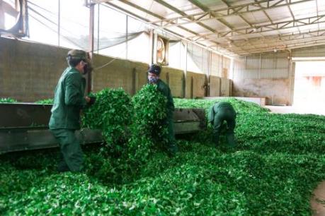Liên minh Hợp tác xã Việt Nam đề xuất giữ nguyên tên gọi Luật Hợp tác xã