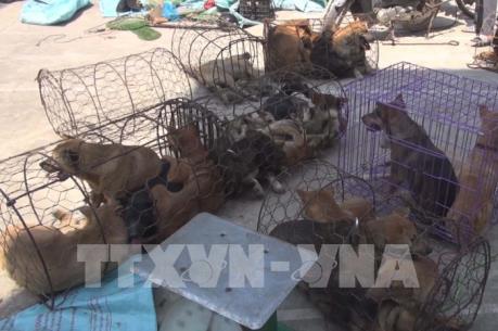 Thanh Hóa bắt giữ nghi phạm trong đường dây trộm hàng trăm tấn chó