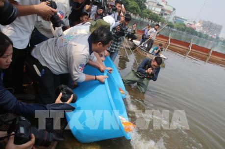 Hà Nội thả cá Koi Nhật Bản xuống sông Tô Lịch và Hồ Tây