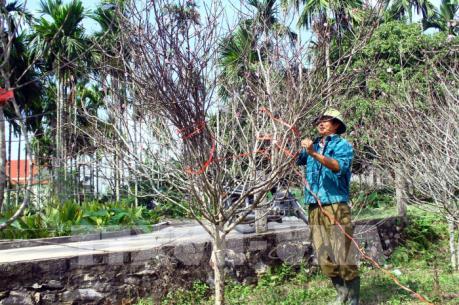 Những vườn đào đơm hoa từ vốn tín dụng chính sách