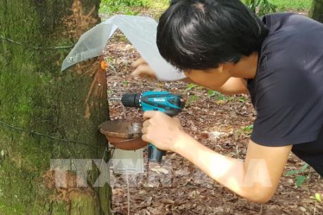 Cao su Việt Nam thu về khoảng 1.320 tỷ đồng sau khi thoái vốn tại VRG