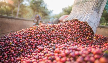 Conab: Sản lượng cà phê Brazil sẽ giảm 20,5% trong năm 2019