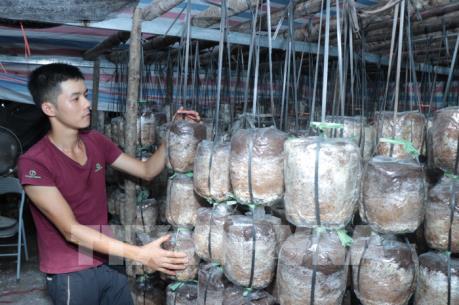 Diễn đàn tìm giải pháp nâng cao hiệu quả kinh tế tập thể, hợp tác xã