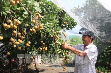 Phát triển trái cây thành ngành hàng chiến lược - Bài cuối: Áp dụng nhiều giải pháp