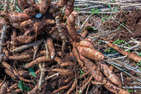 Thái Lan đạt thỏa thuận xuất khẩu sắn trị giá 590 triệu USD với Trung Quốc