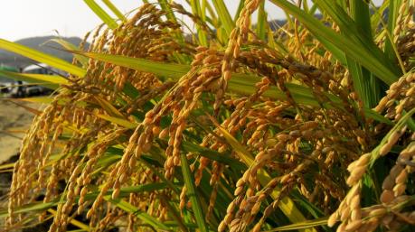 Indonesia ưu tiên nhập khẩu thịt, gạo và đường thô từ Ấn Độ