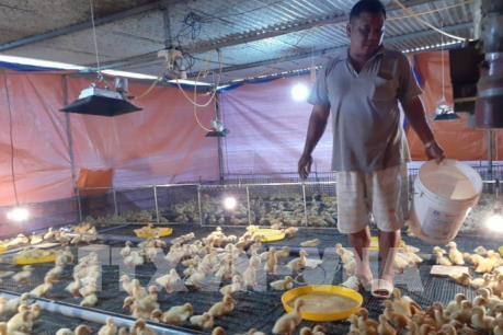 Nhiều hộ chuyển đổi chăn nuôi trong “bão” dịch tả lợn Châu Phi