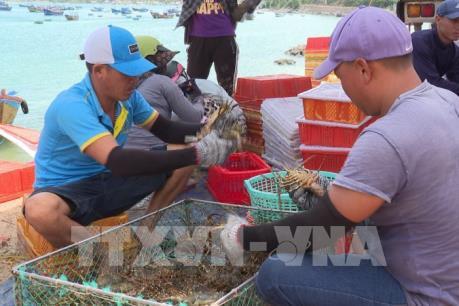 Thiếu thị trường ổn định, giá cả tôm hùm bấp bênh