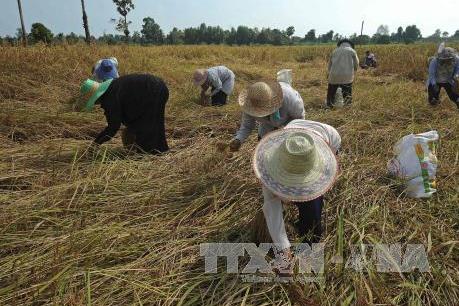 Thái Lan cần hơn 3,28 tỷ USD để hỗ trợ kinh tế nông thôn