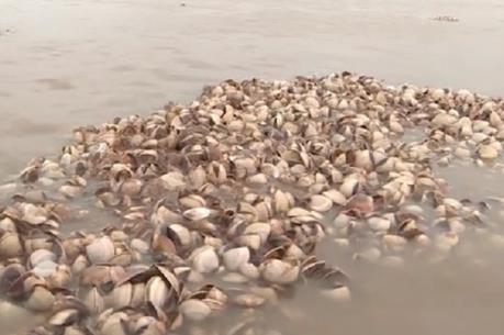 Ngao chết hàng loạt âm tính với bệnh Perkinsus