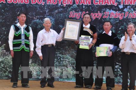 Chè Shan tuyết Giàng Pằng được công nhận quần thể Cây di sản Việt Nam