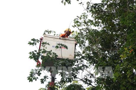 Điện lực Gia Lai đảm bảo an toàn hành lang lưới điện