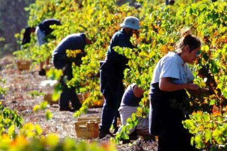 Australia mở rộng hạn ngạch thị thực lao động kết hợp kỳ nghỉ