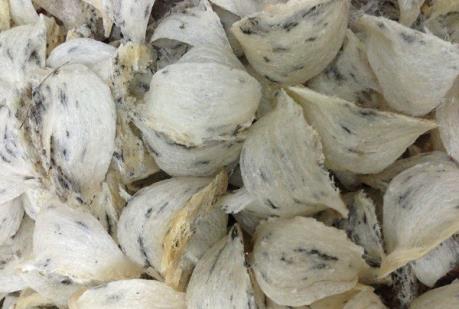 Xây dựng chuỗi liên kết cho ngành yến để phục vụ xuất khẩu